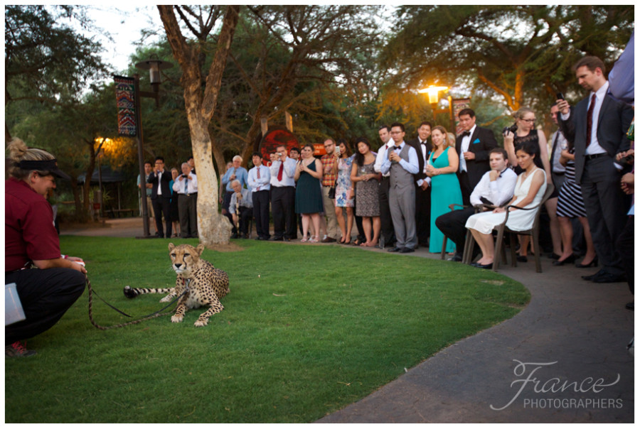 safari park wedding pictures